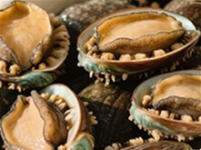 鲍鱼 （鲍科鲍属动物）